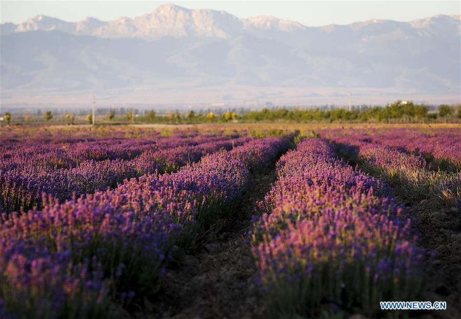 CHINA-XINJIANG-LAVENDER (CN)