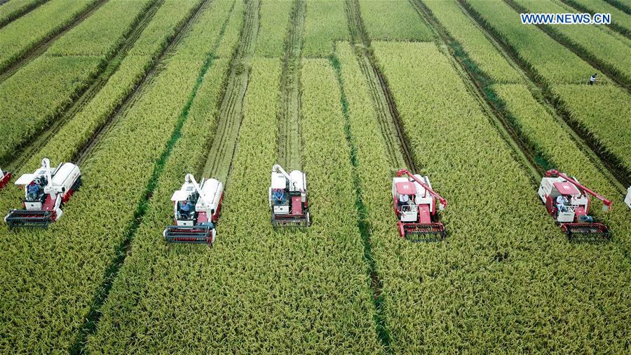 CHINA-JIANGSU-XUYI-RICE-HARVEST (CN)