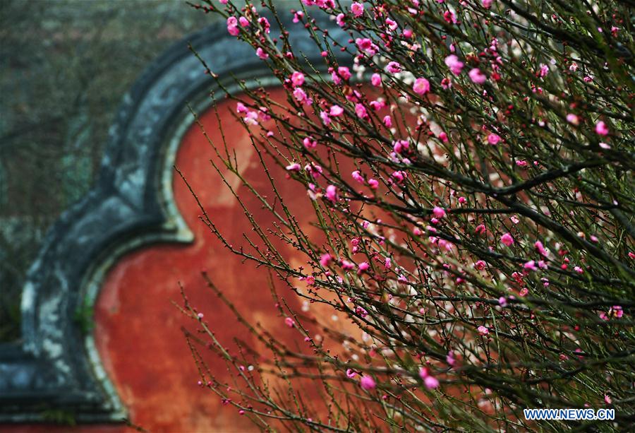 CHINA-FUZHOU-LINYANG TEMPLE-PLUM BLOSSOM (CN)