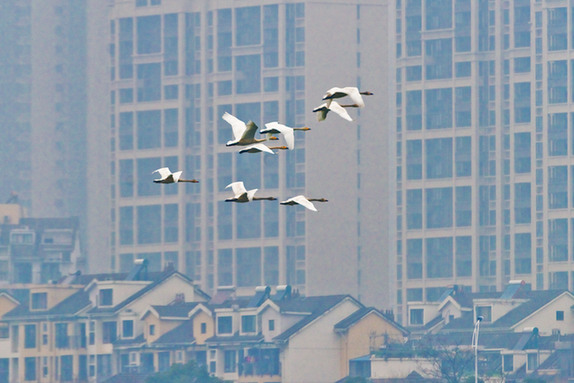 江西經濟轉型求變：注入生態(tài)、創(chuàng)新、智能多重因子