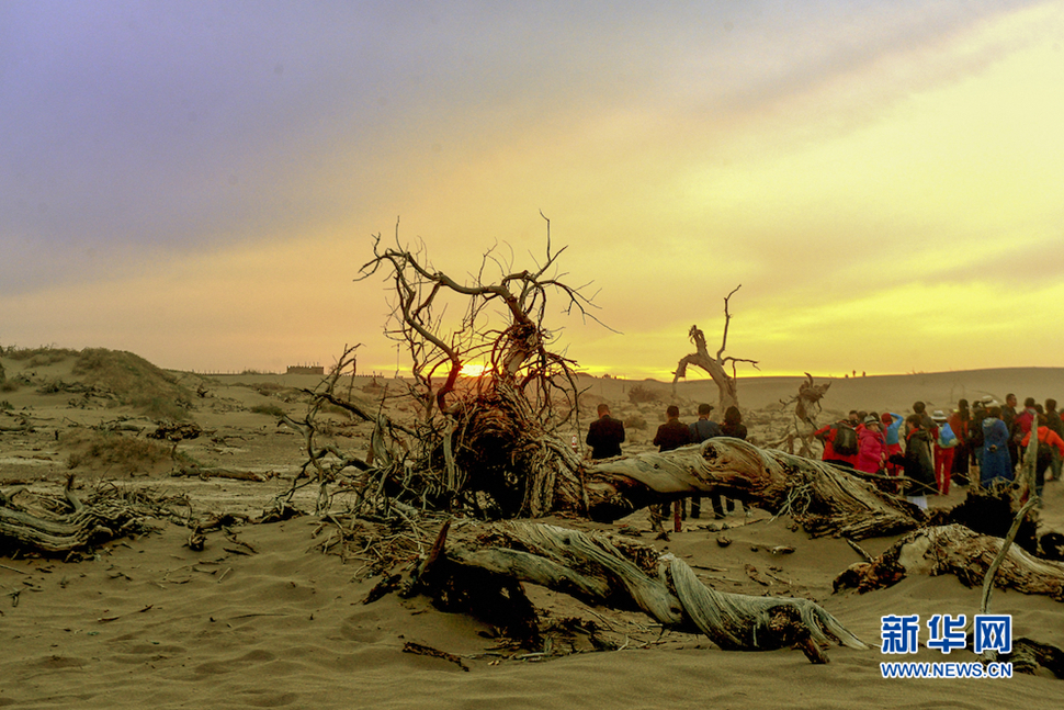 千年胡楊，不朽傳奇