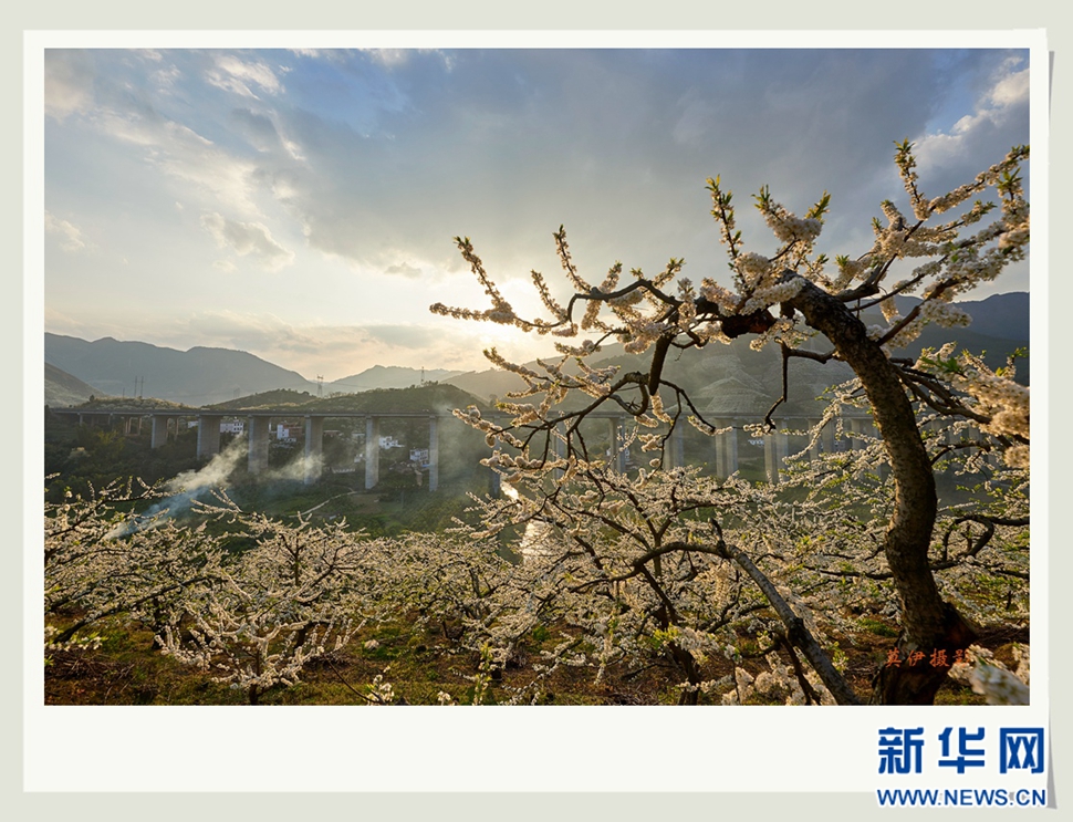 李花白，彩霞紅，春意濃