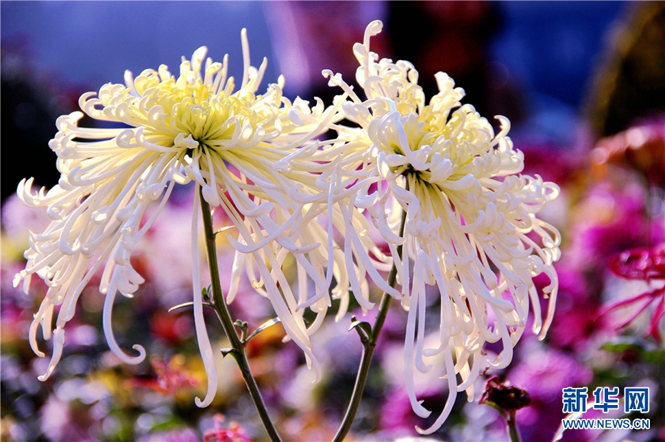 金秋時節(jié)，菊潤車城