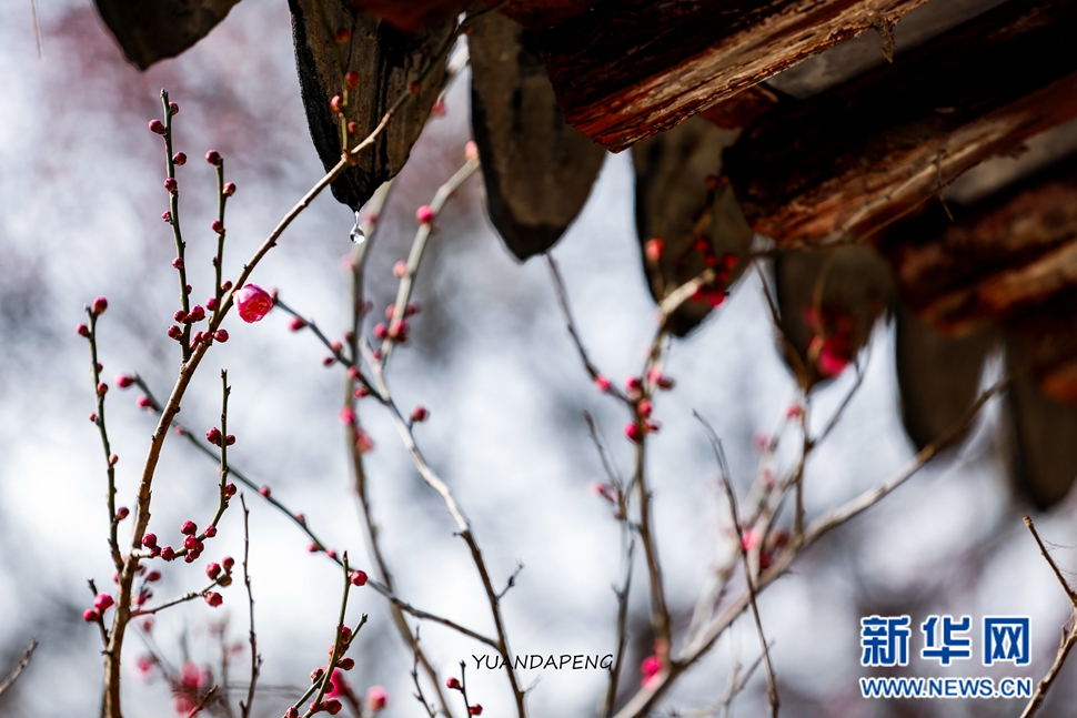 “梅”好時(shí)光