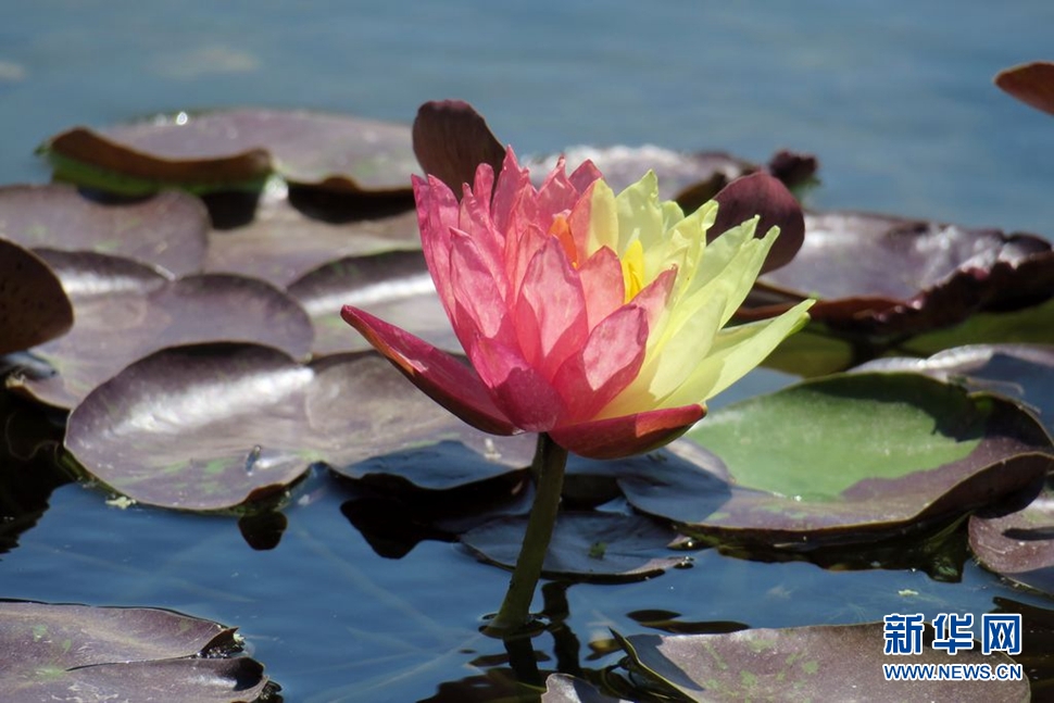 觀賞珍稀睡蓮“萬(wàn)維莎”