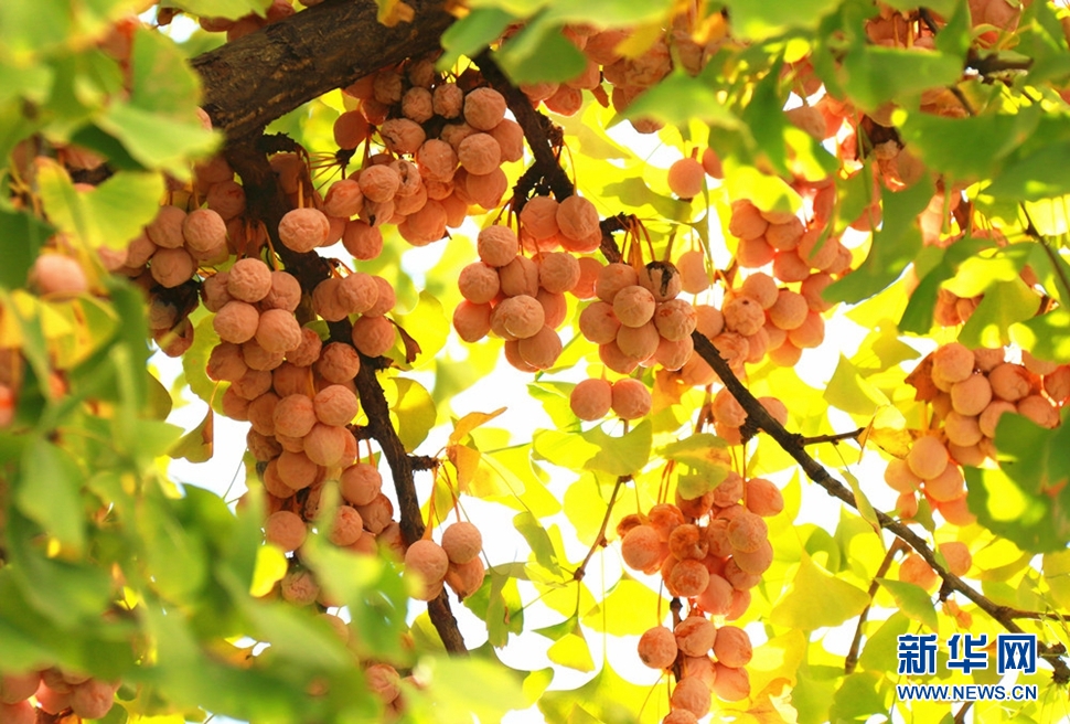 秋日銀杏果光影