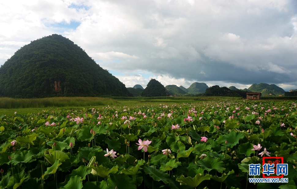 一生一世，萬畝荷花