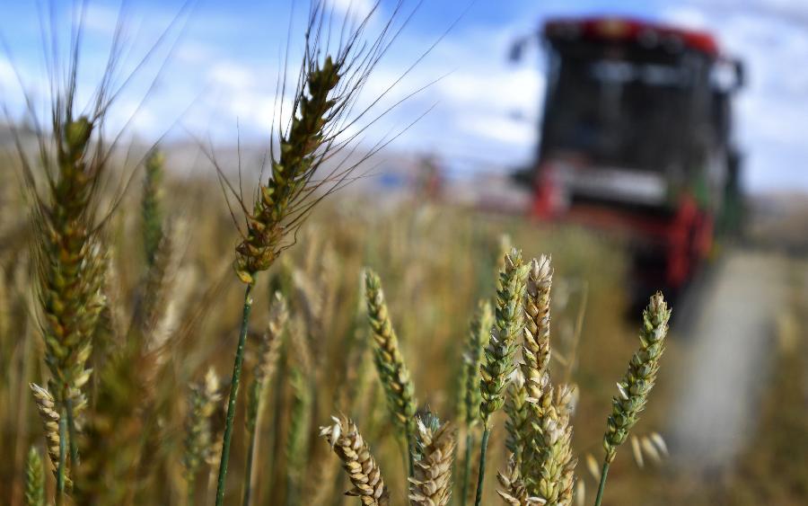 豐收的喜悅！看，各地秋收忙