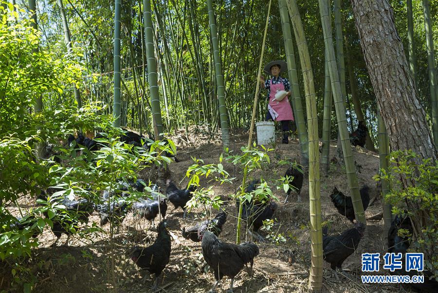（新華全媒頭條&middot;圖文互動）（2）赤水：別了，貧困！