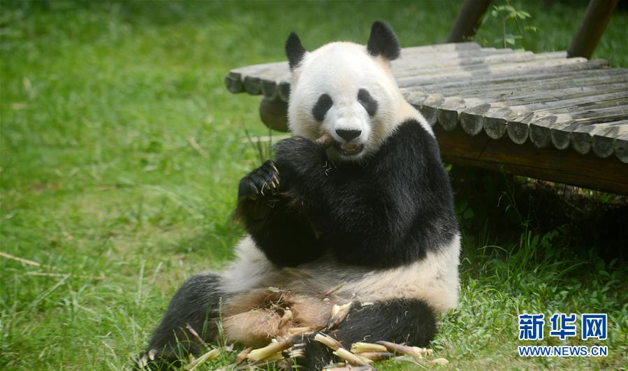 #（社會）（3）大熊貓&ldquo;瑛美&rdquo;告別揚(yáng)州回家鄉(xiāng)四川