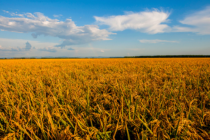 秋收的中國，你想象不到的美！但更美的是&hellip;&hellip;