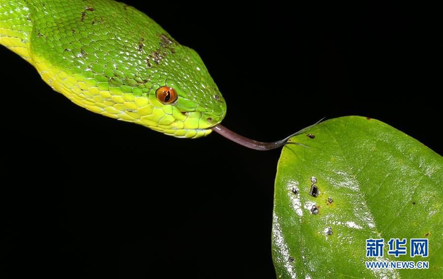 （新華全媒頭條&middot;圖文互動(dòng)）（2）歸來(lái)的雨林 