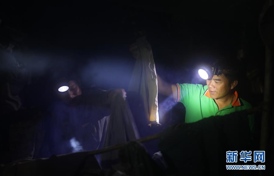 （新華全媒頭條&middot;圖文互動(dòng)）（9）歸來(lái)的雨林 