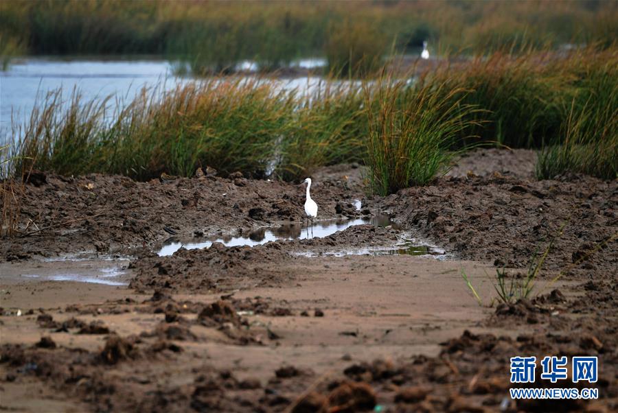 (新華視點(diǎn)·圖文互動)(4)福建10名黨員干部被問責(zé)的背后:7部門十余次執(zhí)法未能有效制止泉州灣濕地圍墾行為