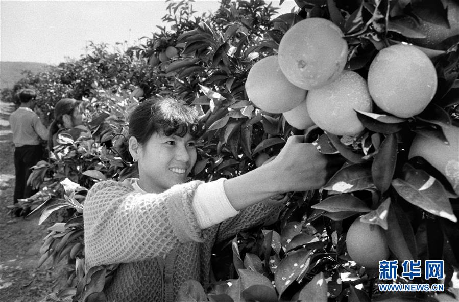 (紅土地“往事新說(shuō)”·圖文互動(dòng))(3)昔日房前“一棵苗” 今朝引來(lái)橙滿枝