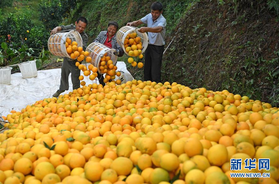 (紅土地“往事新說(shuō)”·圖文互動(dòng))(7)昔日房前“一棵苗” 今朝引來(lái)橙滿枝