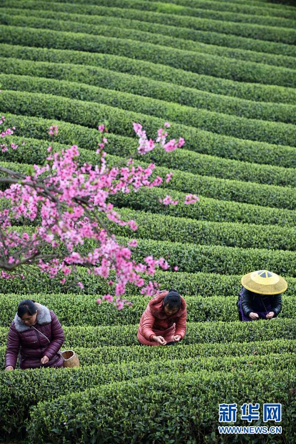 （全面深化改革&middot;圖文互動(dòng)）（7）&ldquo;減&rdquo;出效益 &ldquo;融&rdquo;出特色 &ldquo;服&rdquo;出動(dòng)力&mdash;&mdash;貴州推進(jìn)農(nóng)村產(chǎn)業(yè)結(jié)構(gòu)調(diào)整觀察