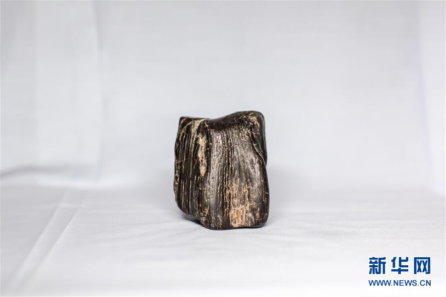 (圖文互動)(5)黑龍江海倫發(fā)現(xiàn)罕見古生物群