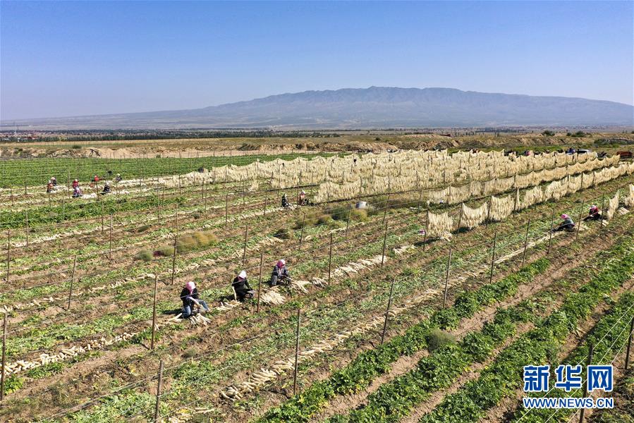 (新華全媒頭條·圖文互動)(13)從水困到水興——寧夏“水樣本”中的發(fā)展密碼