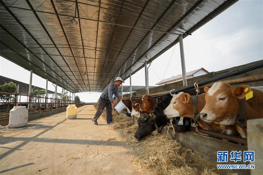 (圖文互動(dòng))(5)疏通產(chǎn)業(yè)鏈堵點(diǎn) 保障“菜籃子”供應(yīng)——重慶養(yǎng)殖大區(qū)力促養(yǎng)殖業(yè)補(bǔ)損復(fù)產(chǎn)