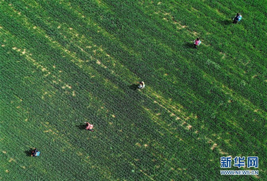 （新華全媒頭條&middot;圖文互動(dòng)）（5）春天，匯聚復(fù)蘇的力量&mdash;&mdash;寫在2020年首季中國經(jīng)濟(jì)收官之際