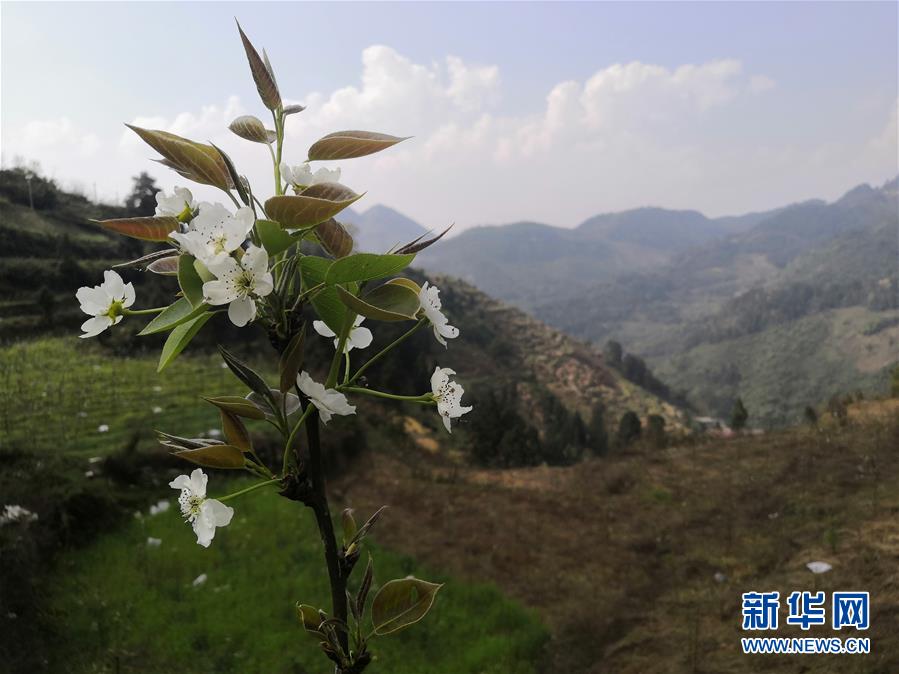 （決戰(zhàn)決勝脫貧攻堅(jiān)&middot;圖文互動(dòng)）（1）寄相思，償夙愿&mdash;&mdash;5封清明&ldquo;家書&rdquo;里的決戰(zhàn)決勝信念