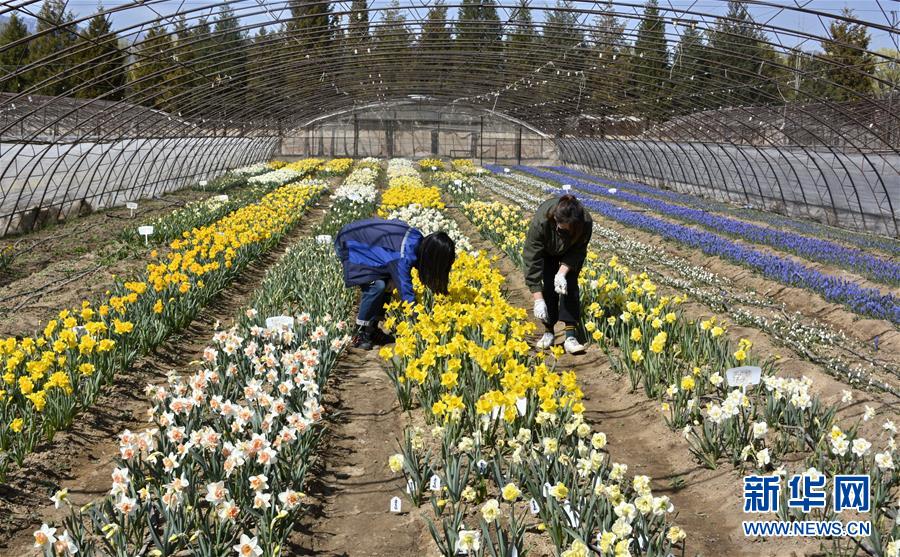 (新華全媒頭條·圖文互動(dòng))(2)永遠(yuǎn)的夢(mèng)想 永恒的追求——寫在北京世園會(huì)開幕一周年之際