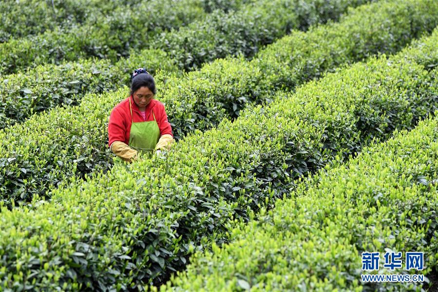 （新華全媒頭條&middot;圖文互動）（13）紅土地上的&ldquo;綠色減貧&rdquo;決戰(zhàn)&mdash;&mdash;大別山&ldquo;將軍縣&rdquo;金寨脫貧紀(jì)實
