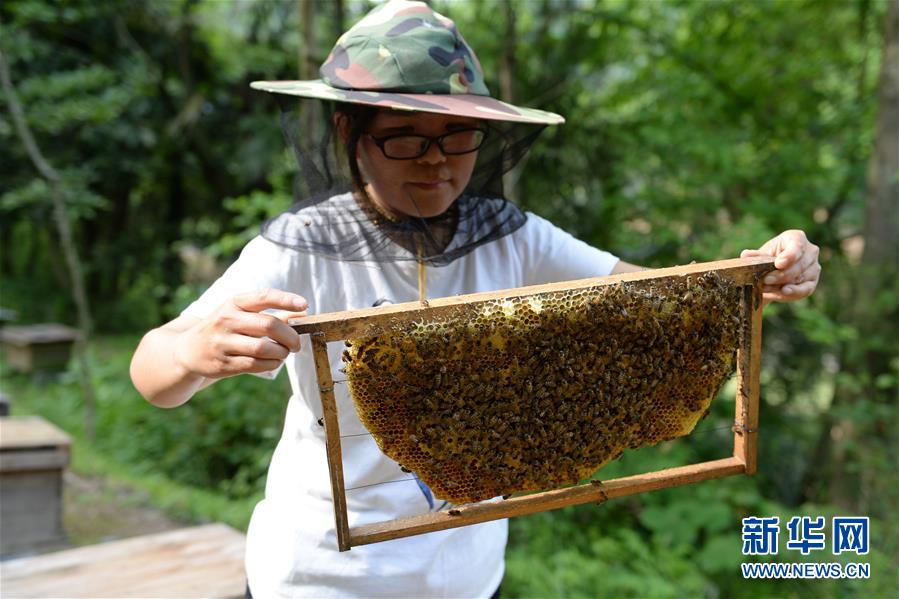 （決戰(zhàn)決勝脫貧攻堅(jiān)&middot;圖文互動(dòng)）（3）&ldquo;蜂妹子&rdquo;楊春竹：鄉(xiāng)村發(fā)展需要年輕人&rdquo;