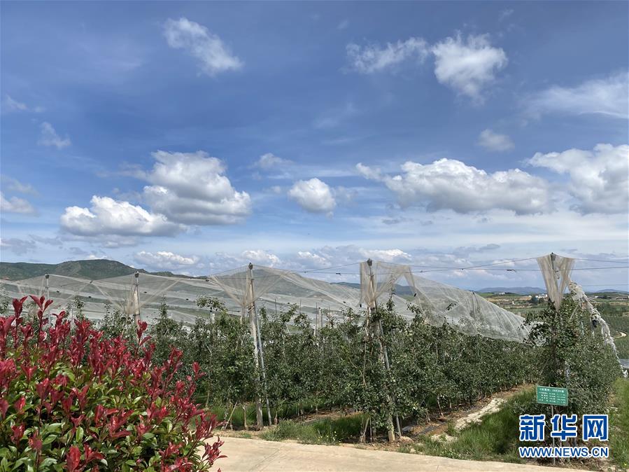 （決戰(zhàn)決勝脫貧攻堅(jiān)&middot;圖文互動）（3）高原紅了，日子好了&mdash;&mdash;貴州海拔最高縣發(fā)展蘋果產(chǎn)業(yè)見聞