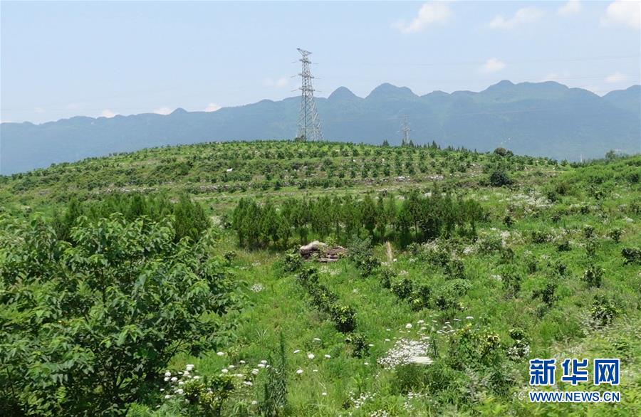 （新華網(wǎng)&middot;決戰(zhàn)決勝脫貧攻堅&middot;圖文互動）（3）貴州思南：強村帶弱村 &ldquo;抱團&rdquo;促增收