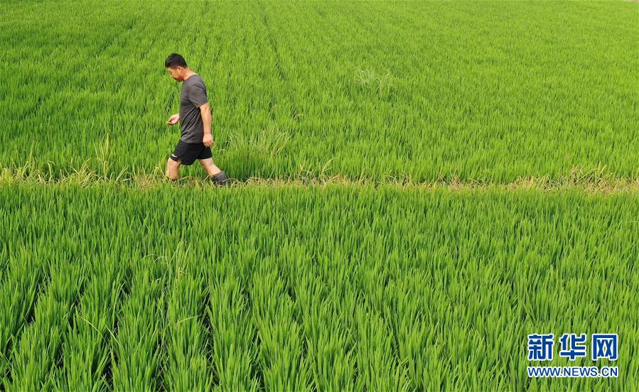 （新華全媒頭條&middot;走向我們的小康生活&middot;圖文互動）（7）&ldquo;南大荒&rdquo;變&ldquo;稻蟹鄉(xiāng)&rdquo;&mdash;&mdash;資源枯竭型城市盤錦的鄉(xiāng)村振興之路