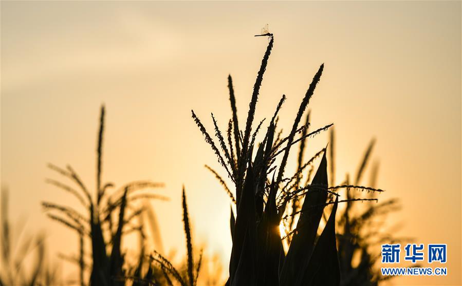 （在習(xí)近平新時(shí)代中國(guó)特色社會(huì)主義思想指引下&mdash;&mdash;新時(shí)代新作為新篇章&middot;習(xí)近平總書記關(guān)切事&middot;圖文互動(dòng)）（1）為黑土加&ldquo;油&rdquo;&mdash;&mdash;&ldquo;耕地中的大熊貓&rdquo;，我們這樣保護(hù)