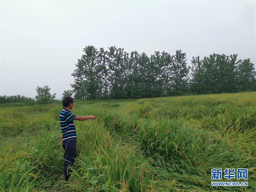 （新華視點(diǎn)&middot;聚焦餐桌外的浪費(fèi)&middot;圖文互動(dòng)）（2）顆粒歸倉(cāng)為何難實(shí)現(xiàn)？我國(guó)糧食收割環(huán)節(jié)損失驚人