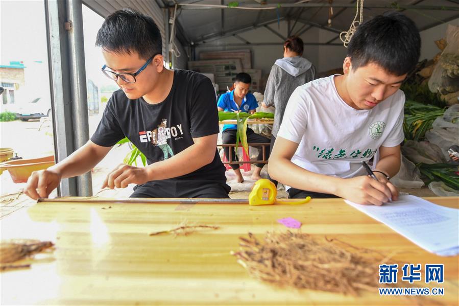 （新華全媒頭條&middot;圖文互動）（8）為現(xiàn)代農(nóng)業(yè)探新路&mdash;&mdash;來自吉林梨樹的田野報告