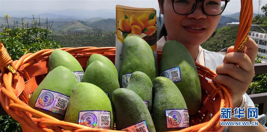 （決戰(zhàn)決勝脫貧攻堅&middot;圖文互動）（7）同飲一江水 攜手&ldquo;斬窮根&rdquo;&mdash;&mdash;深圳對口廣西河池、百色扶貧協(xié)作見聞