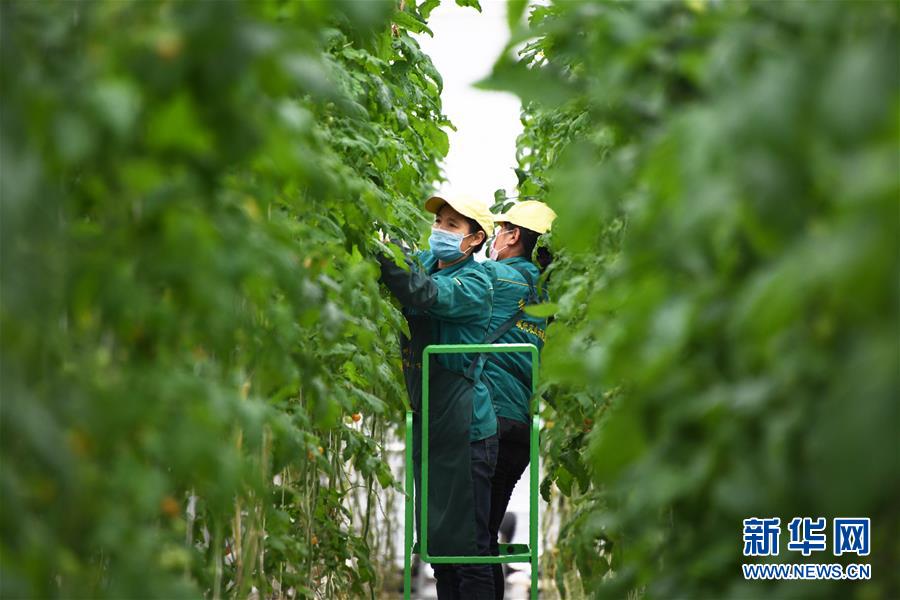 (五中全會精神在基層·圖文互動)(1)從黃土荒坡到萬畝良田——蘭州新區(qū)現(xiàn)代農(nóng)業(yè)發(fā)展“變奏曲”