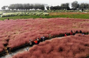 暢游&ldquo;粉色海洋&rdquo;