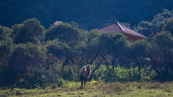 青海卡陽(yáng)村：&ldquo;光棍村&rdquo;的華麗轉(zhuǎn)身