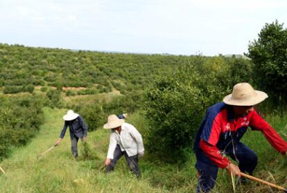 &ldquo;一畝油茶百斤油，又娶媳婦又蓋樓&rdquo;&mdash;&mdash;河南光山走上生態(tài)富民路