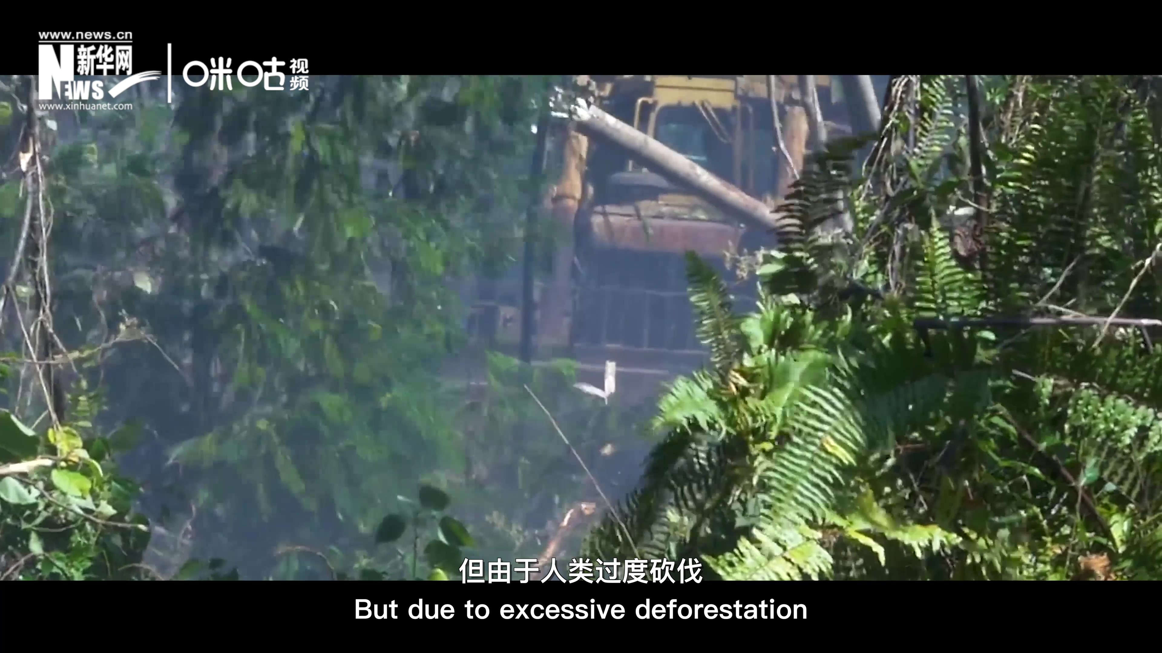 自1990年到現(xiàn)在，全球森林面積減少了1.78億公頃