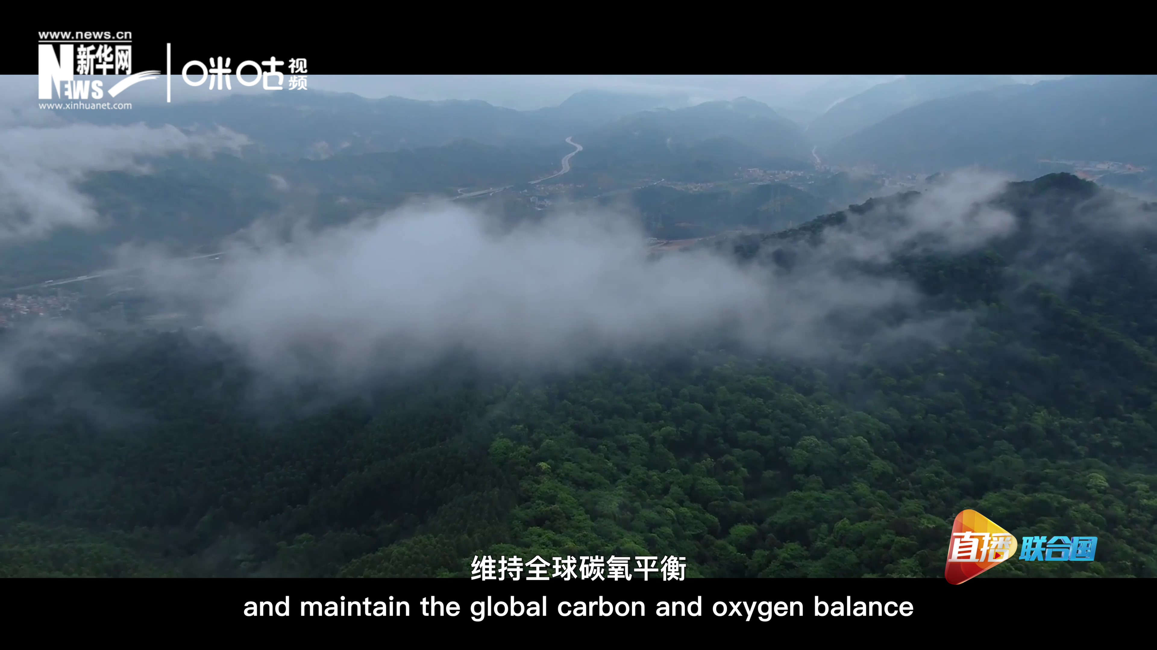 森林的碳匯可以協(xié)助減緩氣候變化，維持全球碳氧平衡