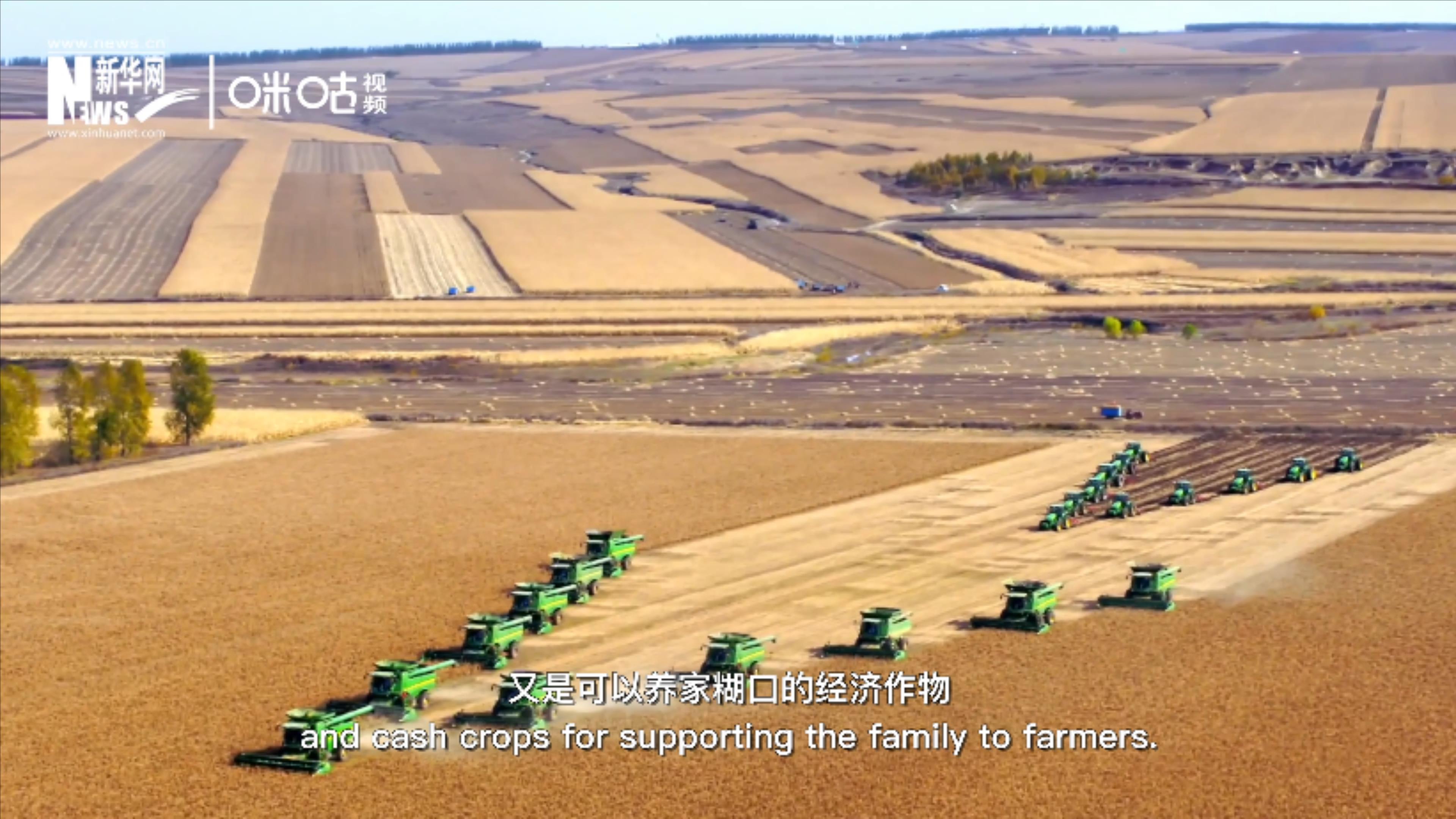 豆類(lèi)既是可以擺上餐桌的食物，又是可以養(yǎng)家糊口的經(jīng)濟(jì)作物