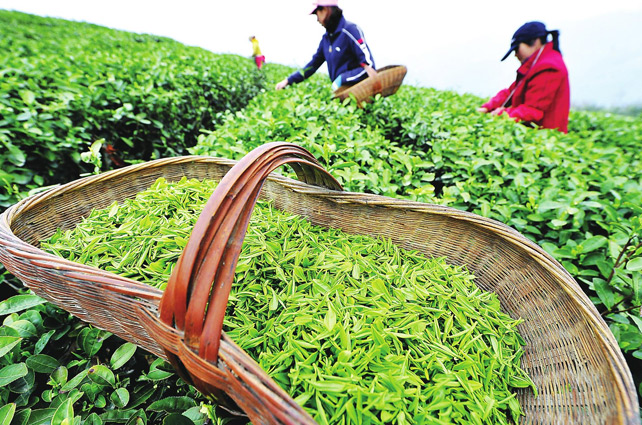 西湖龍井像LV包，原因在這里