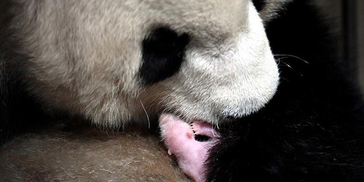 2020年首只秦嶺大熊貓寶寶誕生 實(shí)現(xiàn)&ldquo;四世同堂&rdquo;