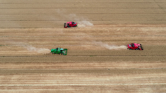 【&ldquo;飛閱&rdquo;中國】黃河兩岸，麥浪翻滾遍地金