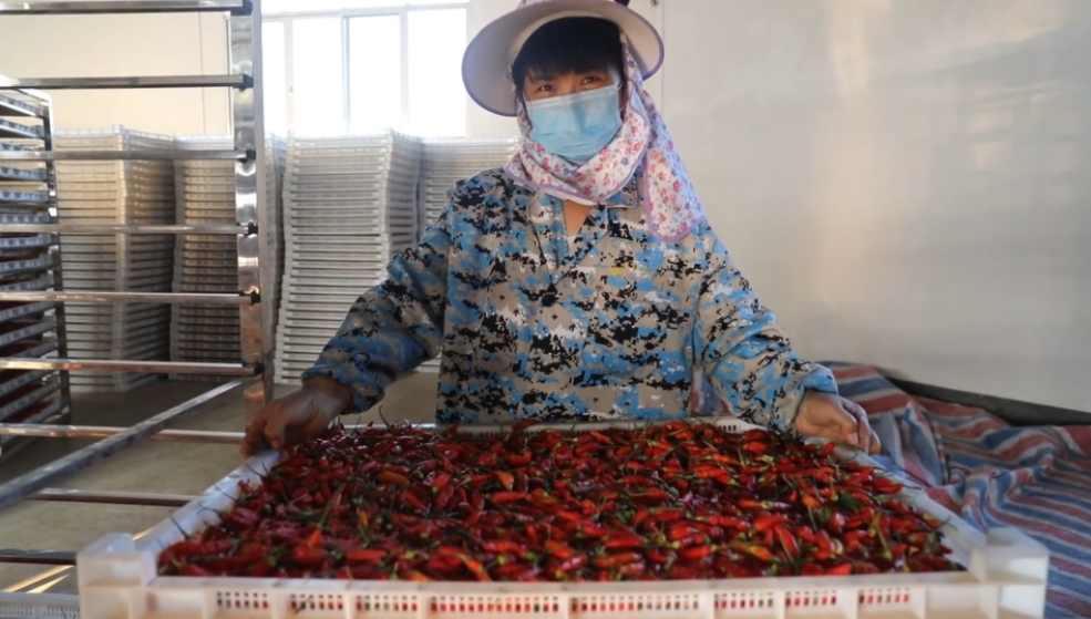 你怎么&ldquo;辣&rdquo;么好看！小辣椒映紅脫貧路