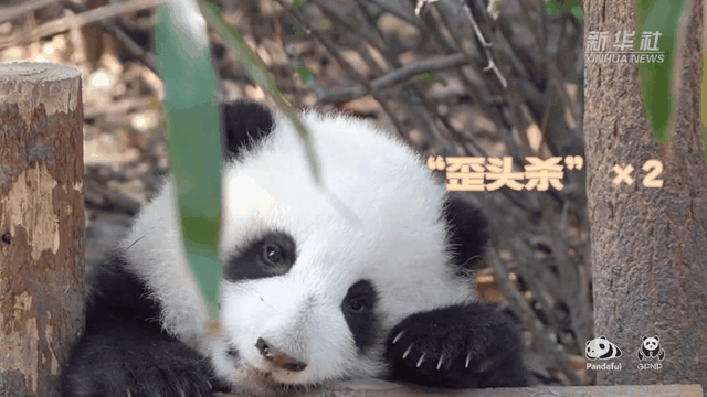 請(qǐng)注意，前方有滾滾發(fā)起近距離&ldquo;歪頭殺&rdquo;