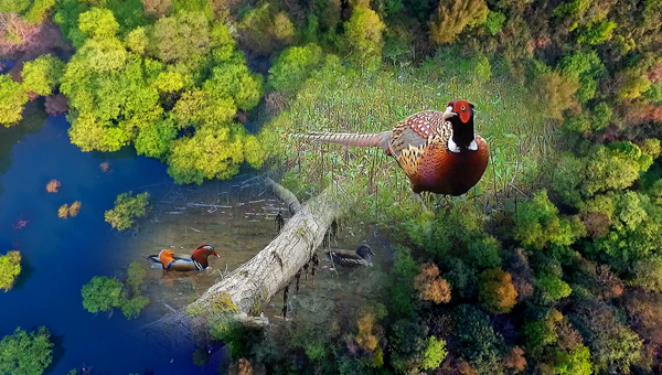 世界地球日丨神奇珍稀動(dòng)物在哪里？車八嶺國(guó)家級(jí)自然保護(hù)區(qū)走一波