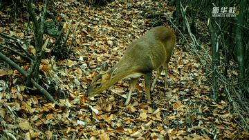 呆萌可愛！國家三有保護(hù)動物小麂現(xiàn)身重慶陰條嶺